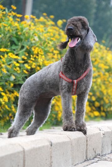 href="#" data-lemmaid="1254455">贝林顿梗 /a>(bedlington terrier)