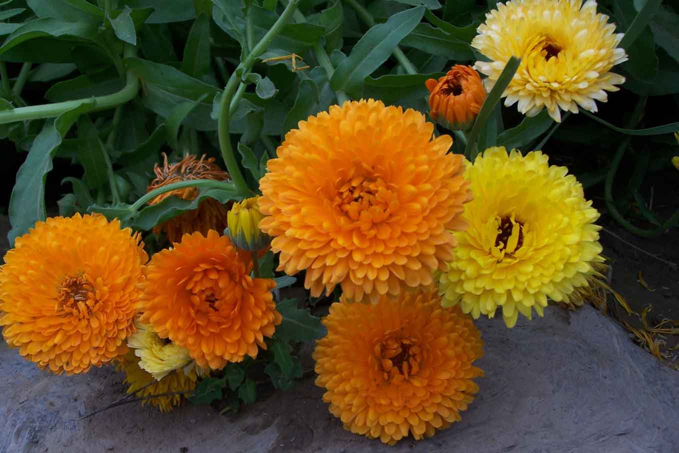 calendula l.