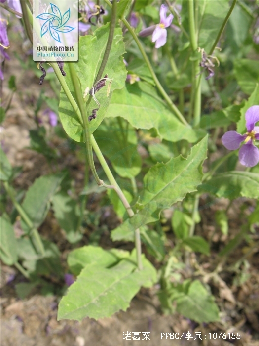  p>诸葛菜(学名: i>orychophragmus violaceus  /i>(l.) o. e.