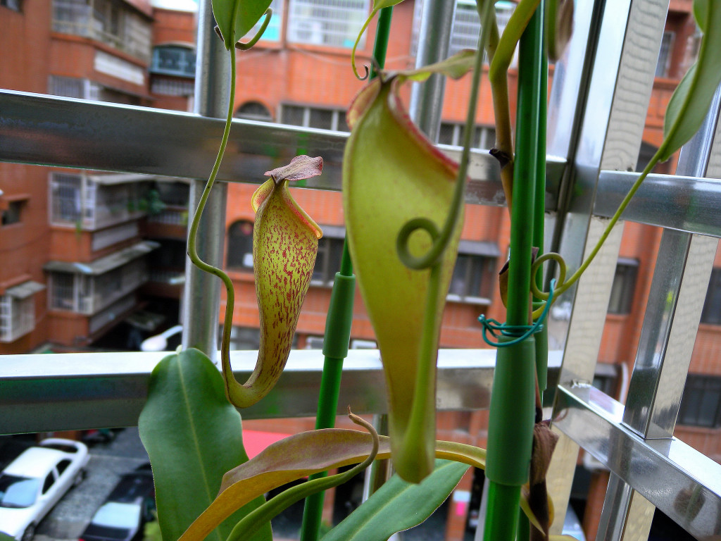  p>能在水中生长的植物,统称为水生植物.