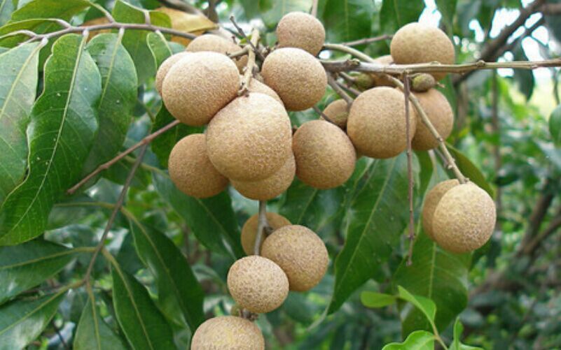 是无患子科龙眼属植物.