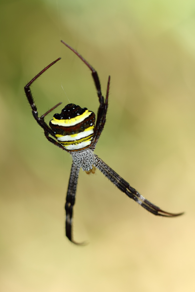  p>多色金蛛(argiope versicolor (dolesshall, 1859))是园蛛科金蛛属
