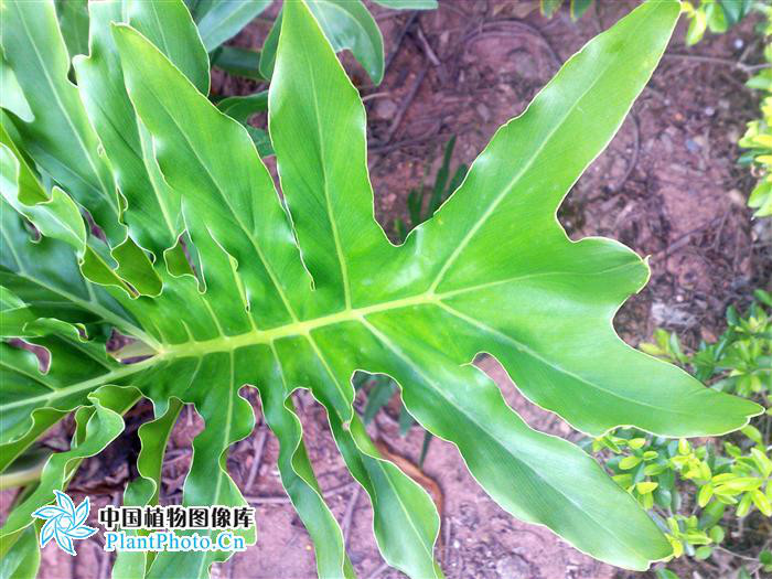  p>箭叶喜林芋( a href="#" data-lemmaid="8074290">学名 /a>