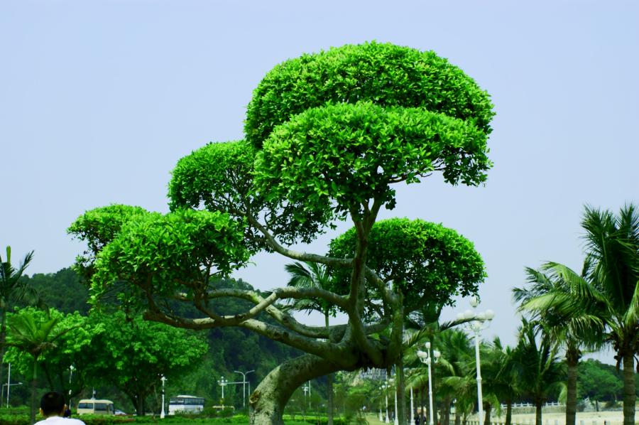 常青树