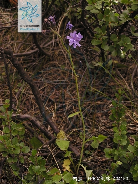 岩参的功效与作用