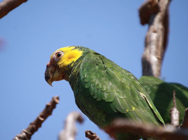  p>黄面鹦鹉(学名:poicephalus flavifrons)是典型的 a href="#" data