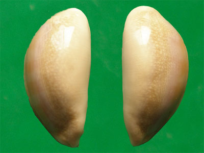  p>紫口宝螺(学名:lyncina carneola carneola)是腹足纲宝螺科的 a