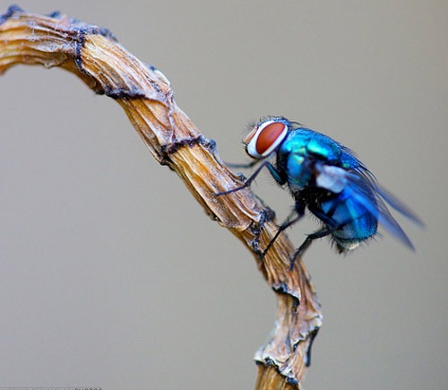  p>苍蝇是 a target="_blank" href="/item/完全变态/3411657" data