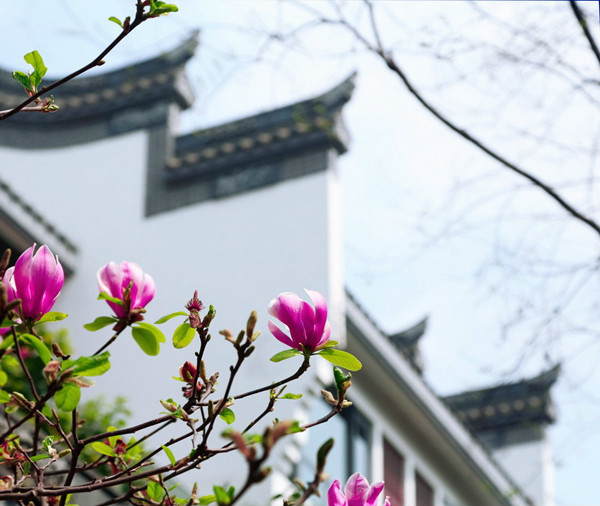 芙蓉古城大宅门紫薇园