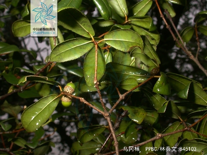  p>乌冈栎(学名: i>quercus phillyraeoides /i> a.