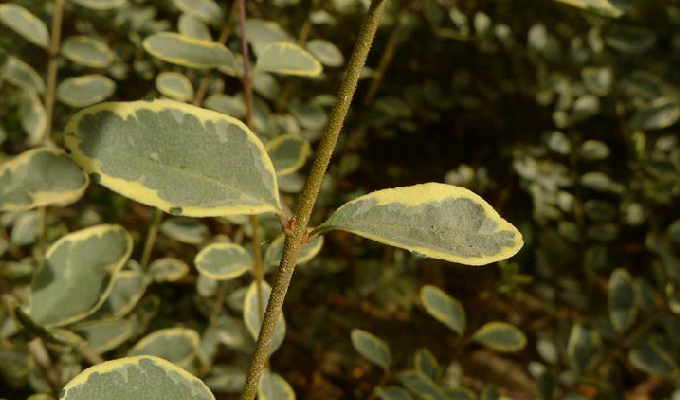 侧芽单生;小枝棕色,无毛或被微柔毛;叶近革质,倒卵形,卵形或近圆形