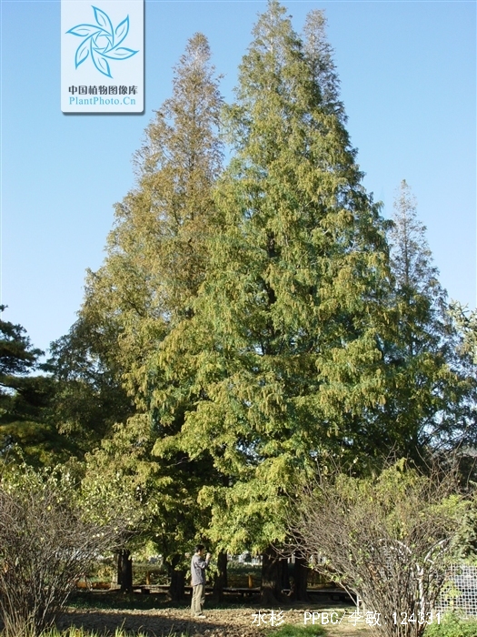  p>水杉(学名: i>metasequoia glyptostroboides /i> hu & w. c.