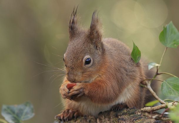 junín red squirrel