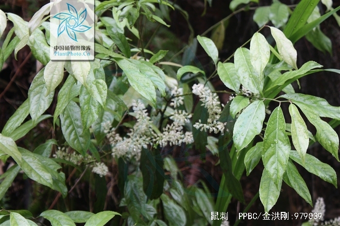 itea chinensis
