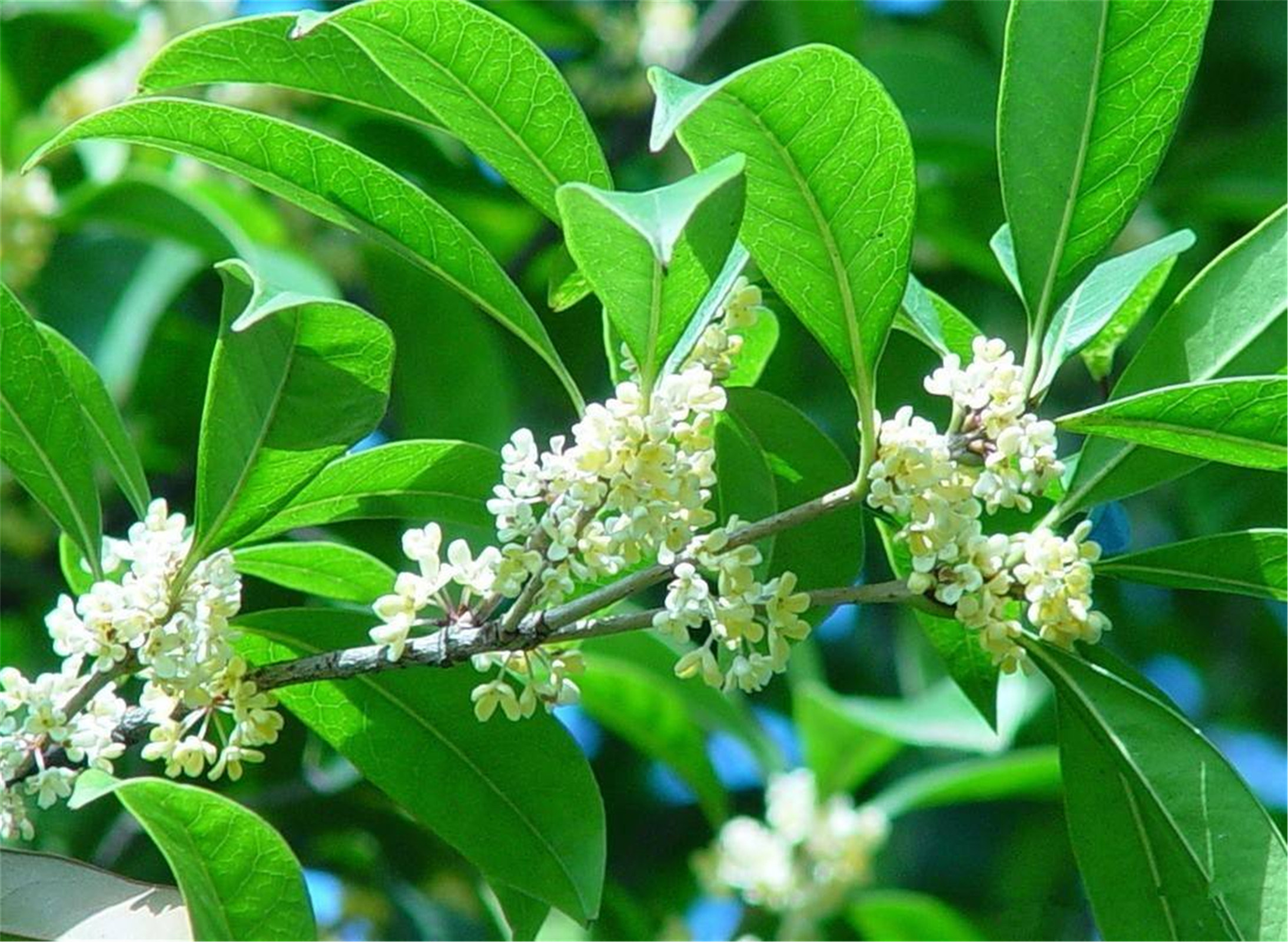  p>早银桂(学名: i>osmanthus fragrans /i> 'zao yingui&amp