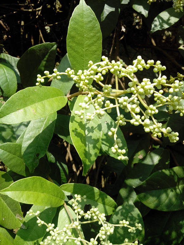  p>星毛冠盖藤,绣球花科,冠盖藤属植物.