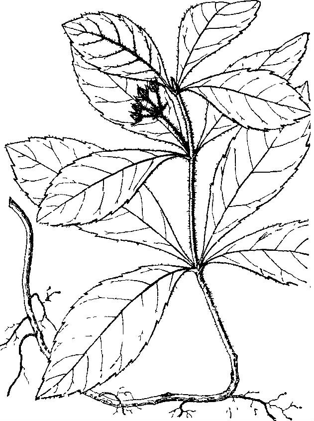 毛青杠