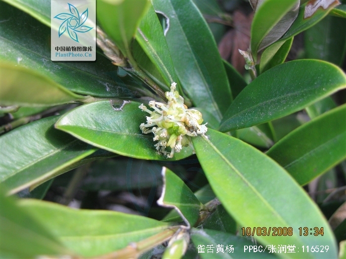  p>雀舌黄杨(学名: i>buxus bodinieri /i>  levl.