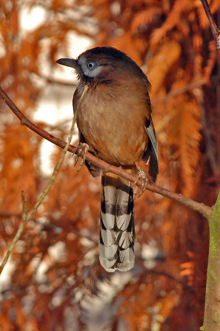  p>灰翅噪鹛(学名: i>garrulax cineraceus /i>)中型鸟类,体长21~25