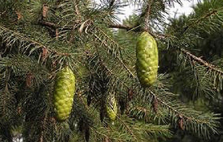  p>白皮云杉(学名: i>picea aurantiaca /i> mast.