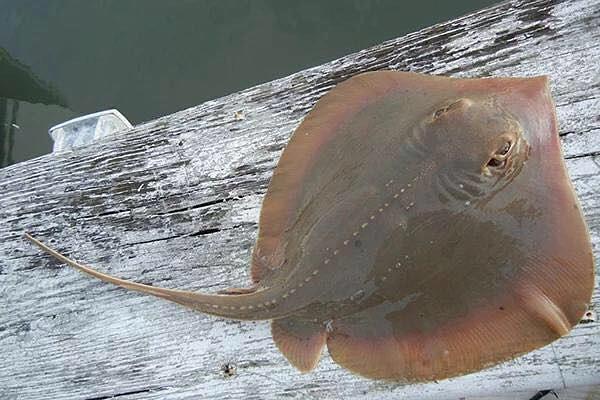  i>dasyatis akajei /i>)是魟科,魟属生活在海洋中的一种软骨鱼类