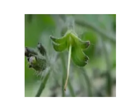 在一朵花内有多枚离生的雌蕊(心皮),每一枚雌蕊形成一个小单果,许多小