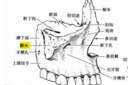 颧突_百度百科