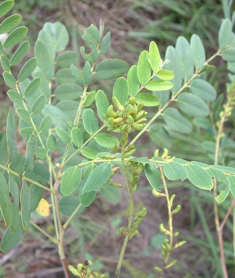  p>紫穗槐属(学名:amorpha l.