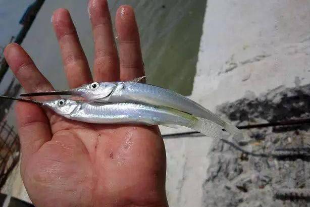  p>海洋洄游的鱼类,栖息于外海水表面但是岛的周围特别地很丰富·礁石