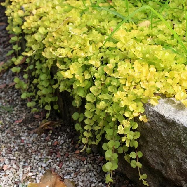金叶过路黄(lysimachia nummularia aurea)是报春花科珍珠菜属的