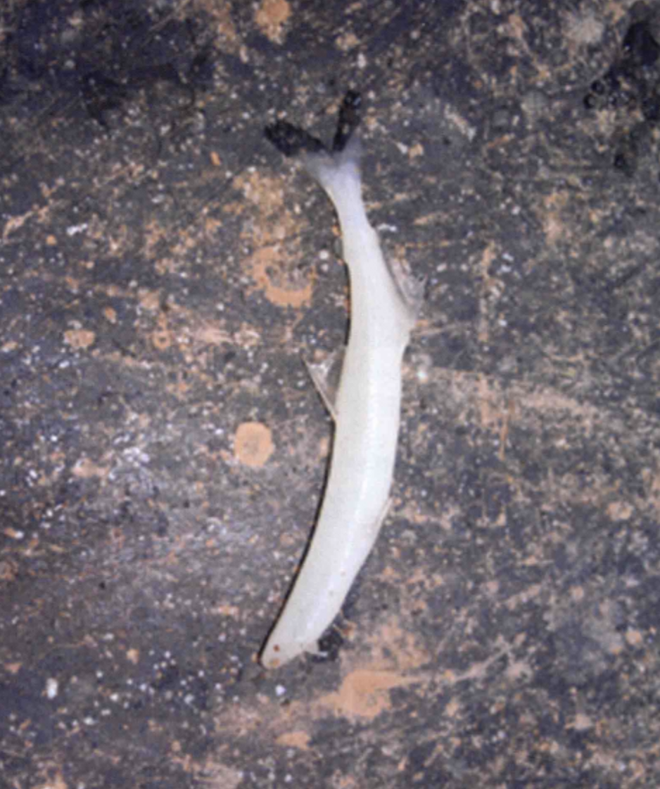  p>大银鱼(学名: i> /i> i>protosalanx hyalocranius /i>)是银鱼科