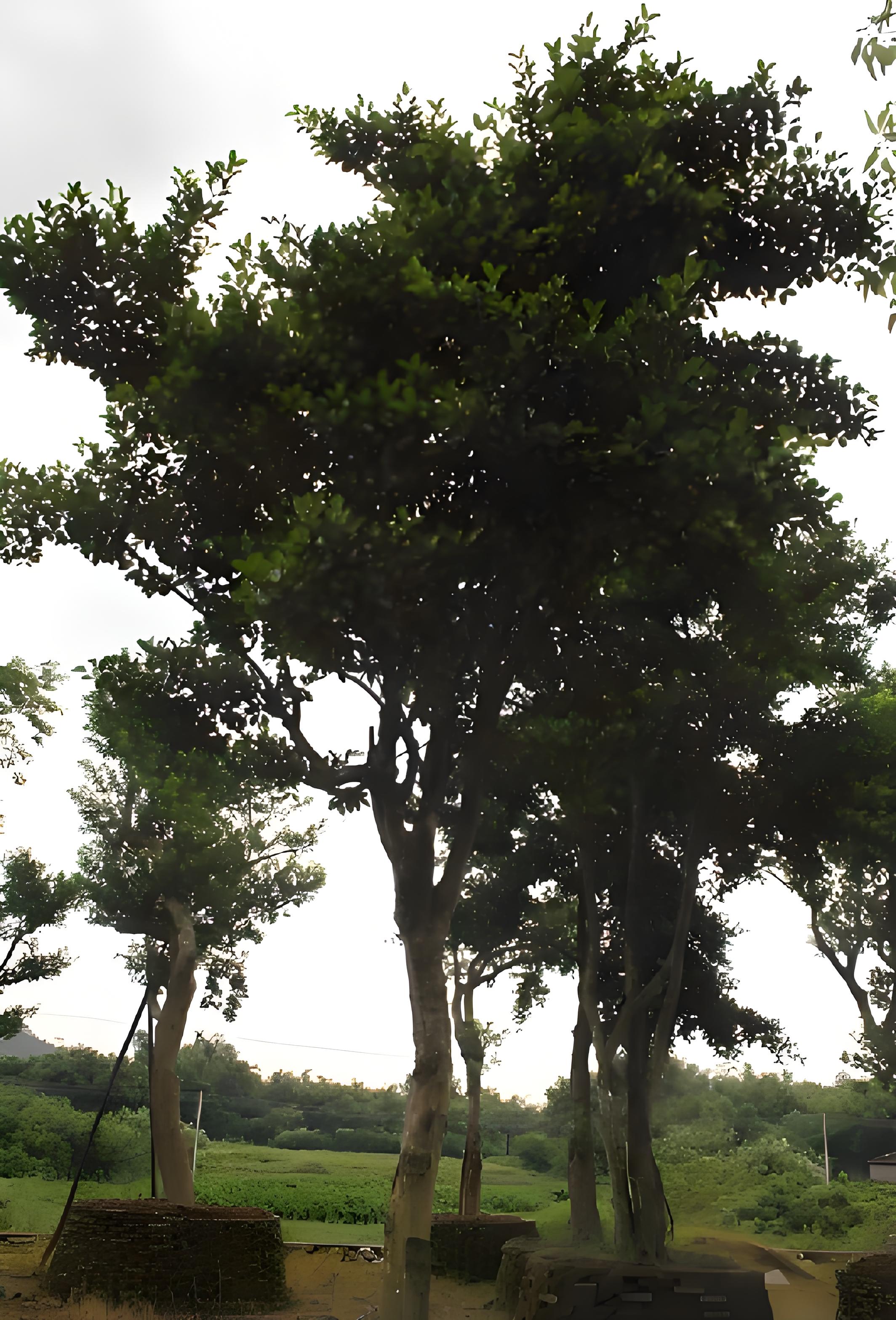 鹅肾树,又名胭脂果,为常绿<a target="