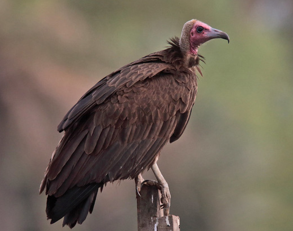  p>头巾兀鹫(学名: i>necrosyrtes monachus /i>):是鹰科,兀鹫属的一