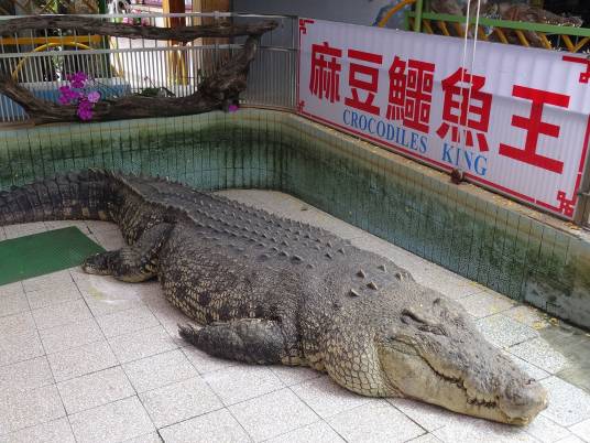小河（纯人工养殖的湾鳄）_百度百科