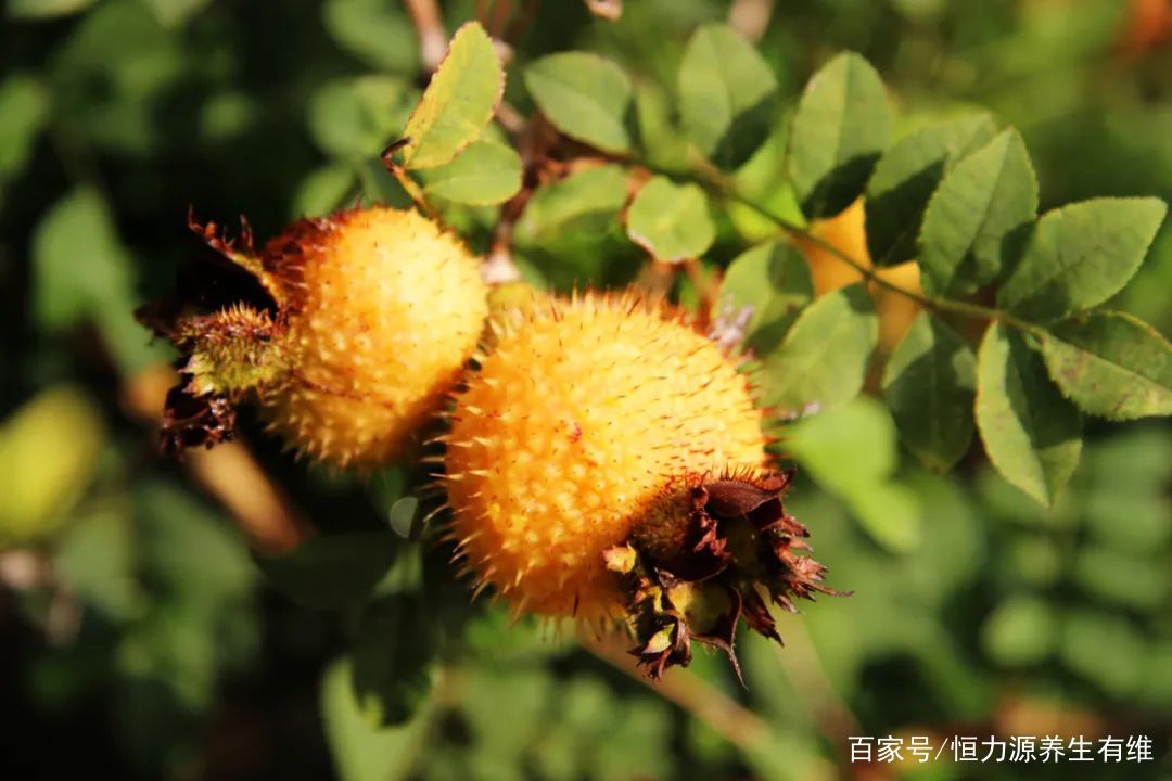 「刺梨经典」频频引起古代大家青睐的野果到底有何魅力？_百科TA说