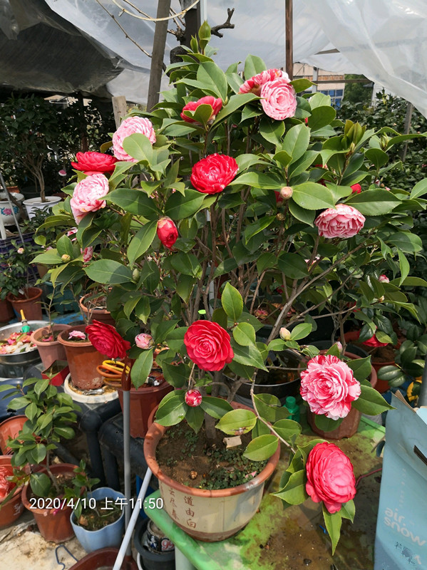 茶花珍品 五色赤丹 一树多色花 物美价廉好盆栽 你值得拥有 百科ta说