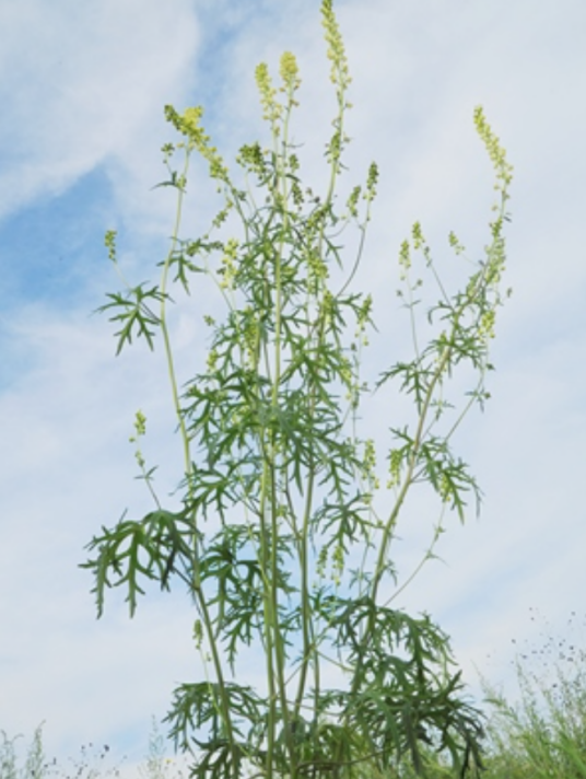 乌头属_百度百科
