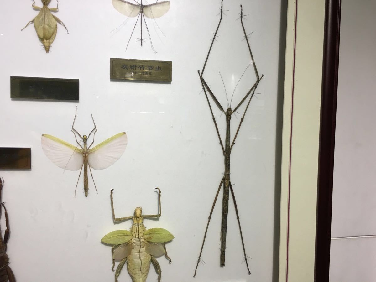 上海昆虫馆博物馆