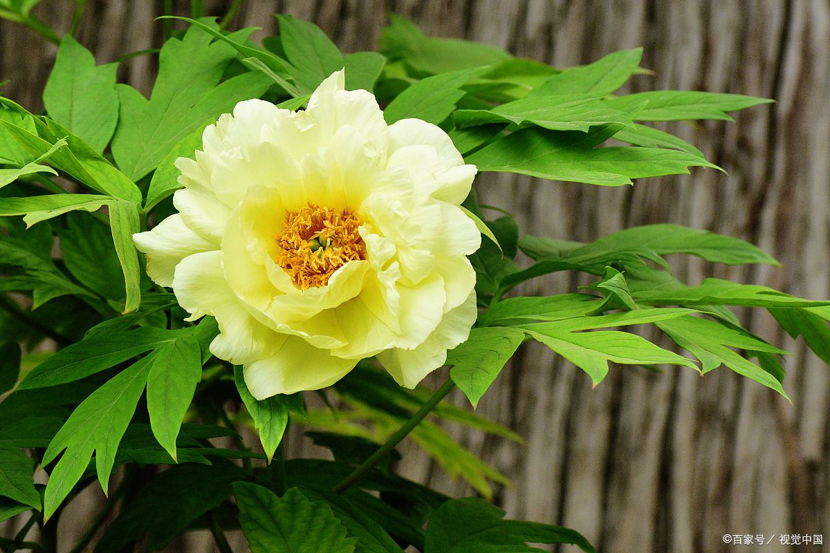 有院子，安排上5种“古典花”，尽显中国风_百科TA说