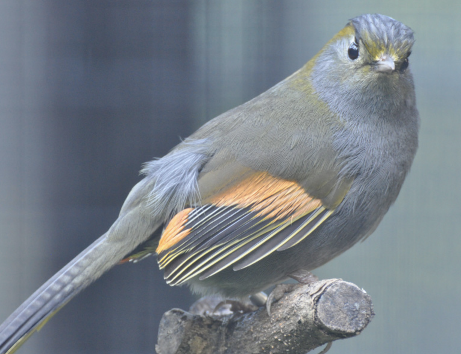  p>灰胸薮鹛(学名: i>liocichla omeiensis /i>)是噪眉科,薮鹛属小型