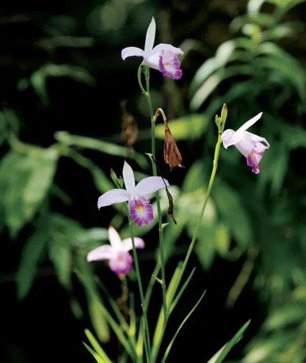 香港：回归之后，繁花“香”遍野_百科TA说