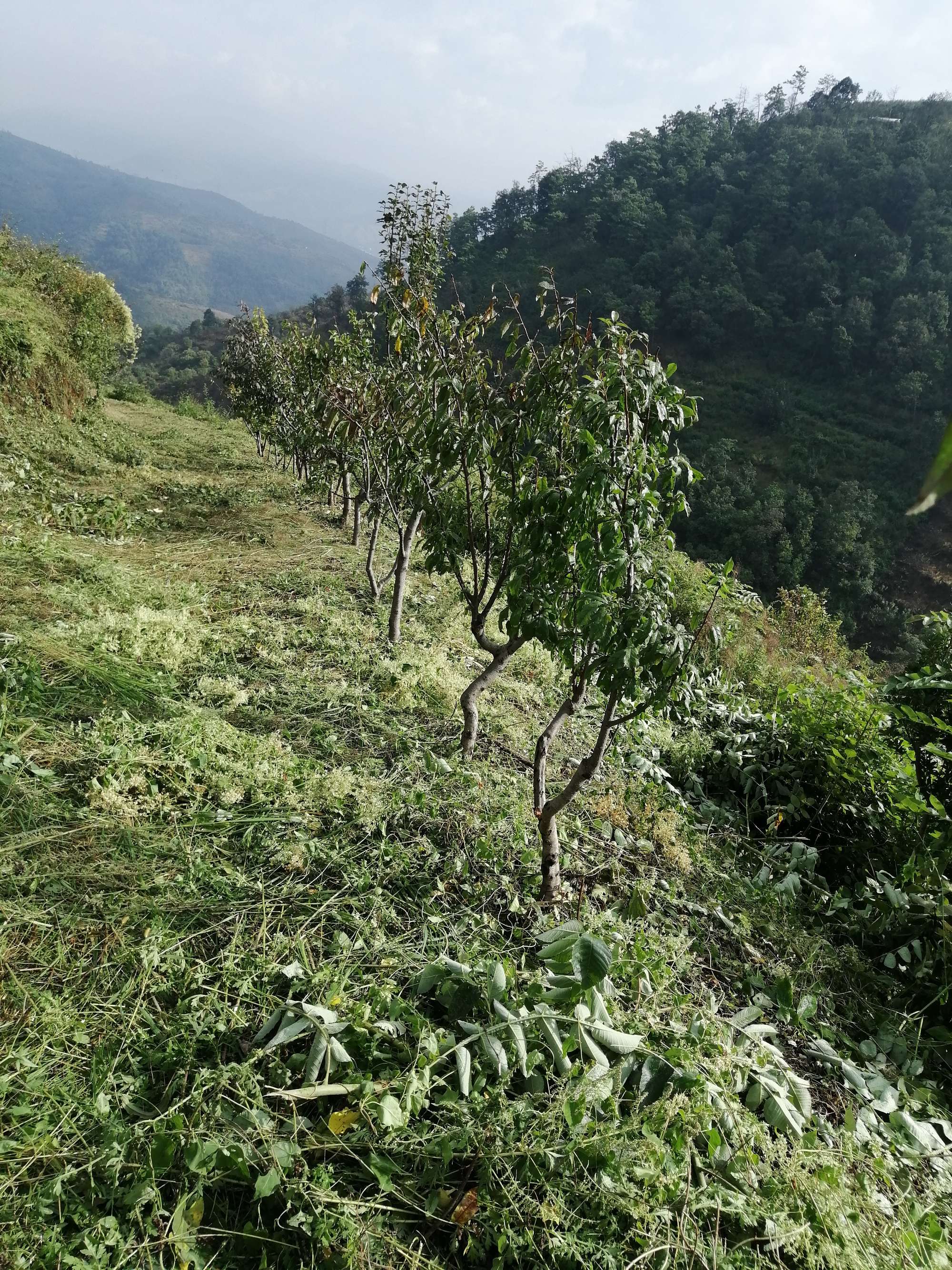  p>款庄镇,隶属于云南省昆明市富民县,地处 a target="_blank" href="