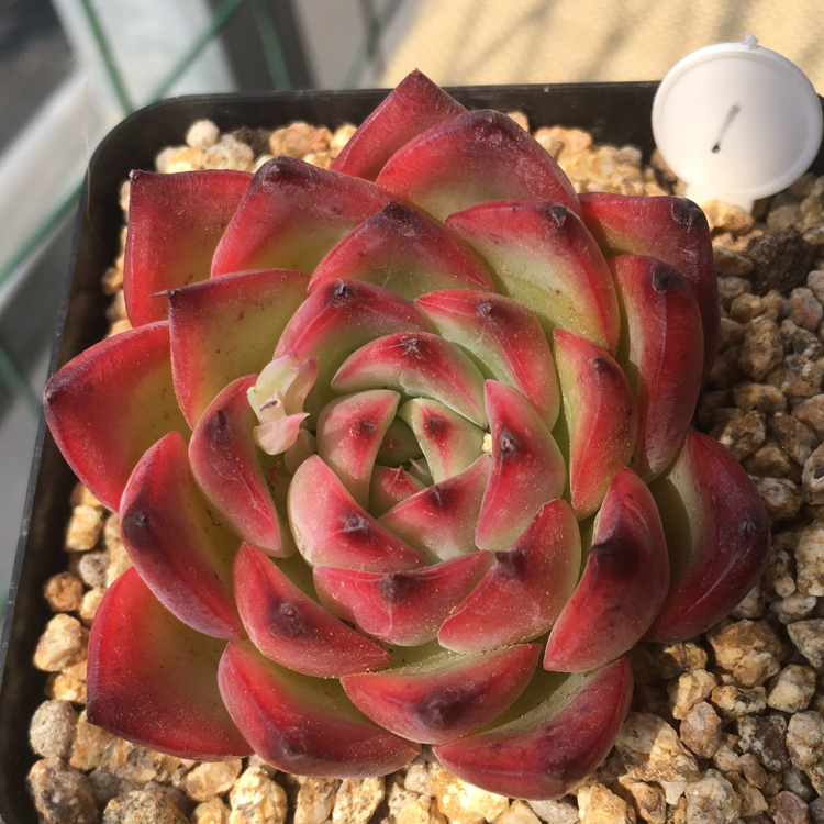 篝火