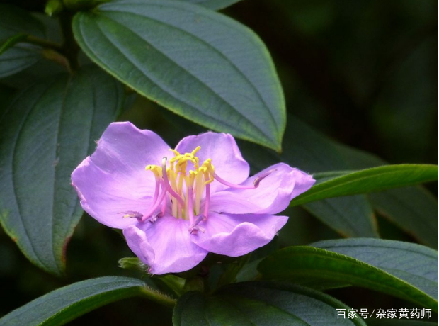 荒野维生野菜系列——毛稔_百科TA说