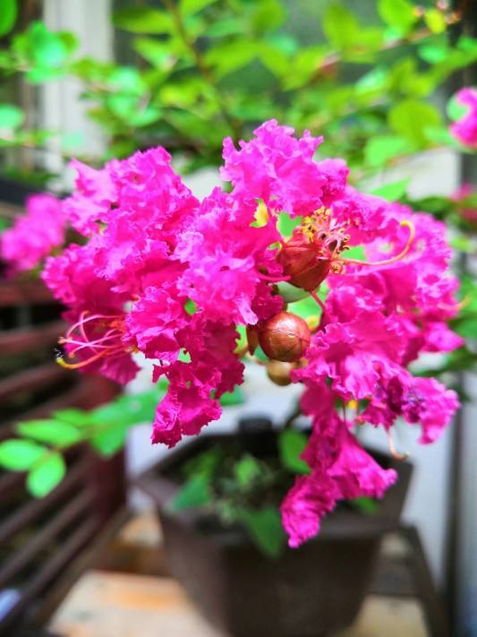 每个月都有不同花神 你出生的月份是什么花 百科ta说