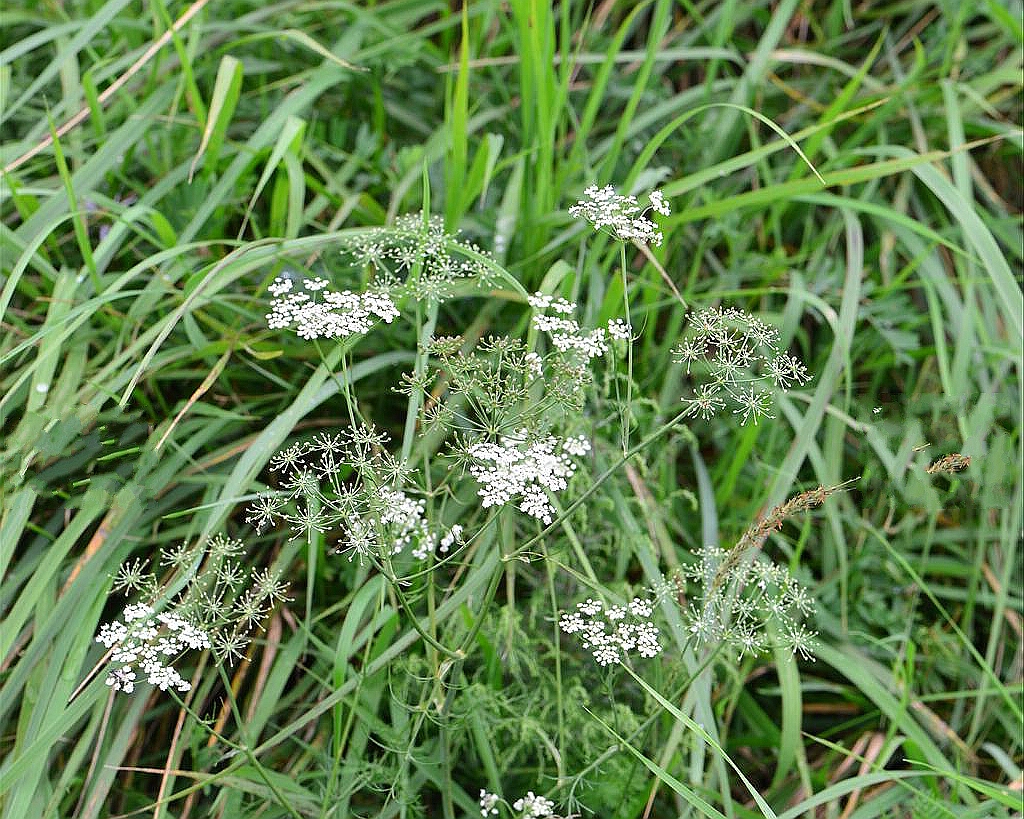  p>田葛缕子(学名: i>carum buriaticum  /i>turcz.