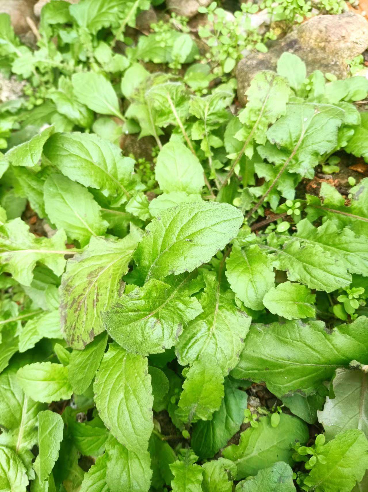 黄鹌菜