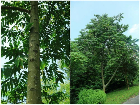 依兰（番荔枝科依兰属植物）_百度百科