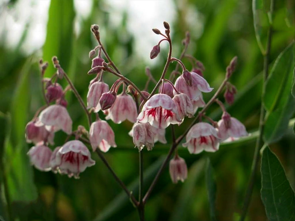  p>白麻(学名: i>apocynum pictum  /i>schrenk)是夹竹桃科,白麻属