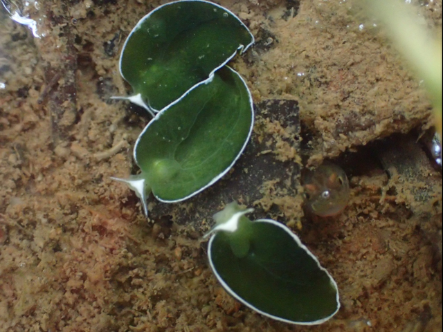 leucolegnote)是一种潮间带底栖软体动物,属软体动物门腹足纲囊舌目光